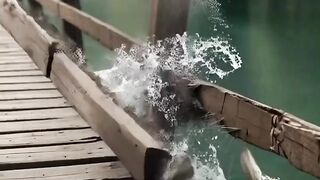 Little cat story