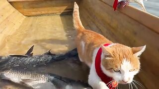 Vidio cat