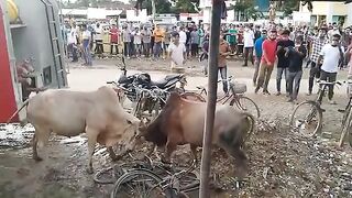 Street Bull Fighting
