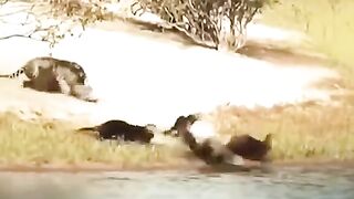 Dangerous Animals Flights