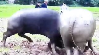Two Buffalo Dangerous Battle