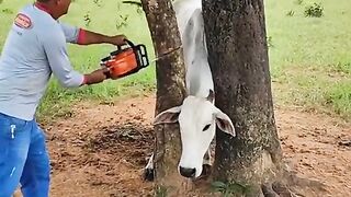 Help me cow