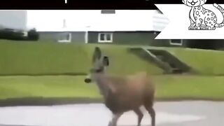 There is no creature