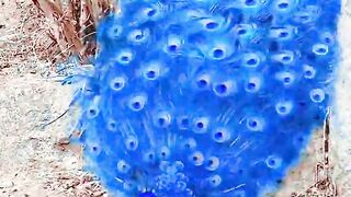 Amazing Peacock Dance