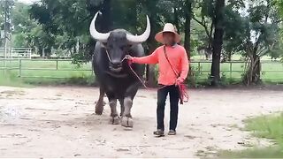 Buffalo From Thailand