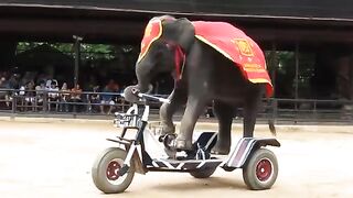 Elephants Show