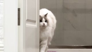 Funny cat Make happy  ????