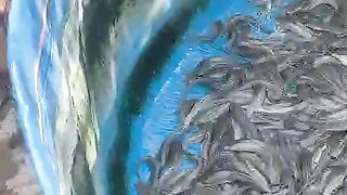 Berapa harga ikan lele konsumsi dibulan puasa, didaerah kalian semua