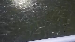 Jam berapa kalian ngasih makan ikan lele pada malam hari