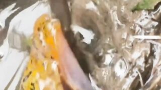 hewan ikan belut