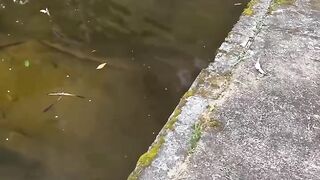 #weather#viral#pitbull#pressplay#$