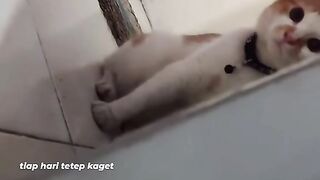 Kucing menyeramkan