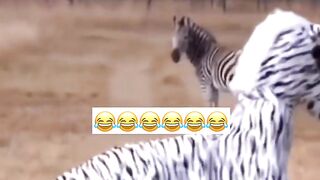 #funny#funny#viral#playpress#$$