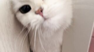 CATII TRY ????