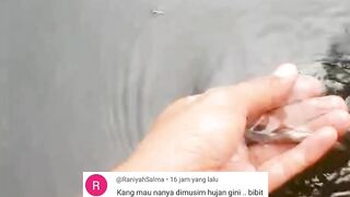 Tips budidaya ikan lele disaat musim hujan