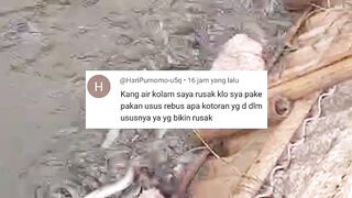 Sekiranya belum siap dengan konsekuensi nya, jangan menggunakan pakan laternatif