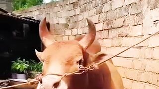 China’s Bizarre Farm Secret: Why Are They Cutting Down Their Crops?