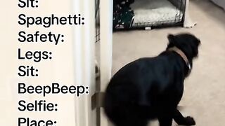 Training video tutorials in bio!! #puppy #dogshorts