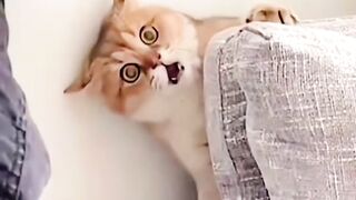 #transition #transformation #cat #cats #catsoftiktok #funny #catlover #gsxr #trending #trend #viralvideo