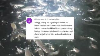 Walaupun pemula saya harap sisi logis kalian bisa bermain