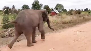 Elephant Pi Film