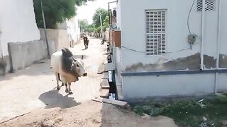 Bull Fighting in City Road