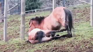 Horses Battle