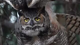 burung hantu