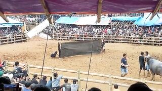 Amazing Buffalo Battle Sports