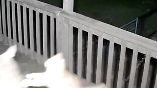 The wolf and the cat's courage...