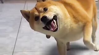 Chinese Man and His Hilarious Dog: The Funniest Moments You’ll See Today