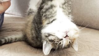 Funny cat cleaning ????