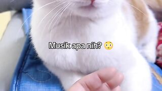 Kucing gemoy & lucu bngt
