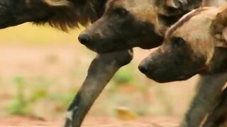 Wild dogs attack
