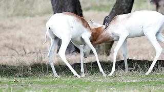 wildlife