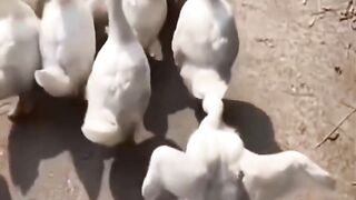 wildlife2