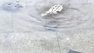 Let's all save the turtles