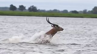 Buck Swims for its Life from Crocodile!