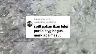 Rekomendasi pakan terbaik untuk ikan lele agar cepat tumbuh besar