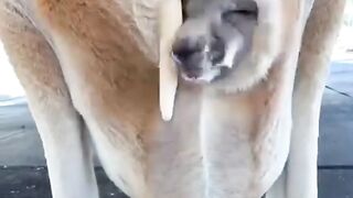 Kangaroo