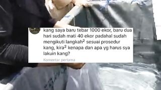 Sebagus apapun persiapan, kalau bibit lele nya jelek itu akan sia-sia