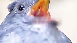 various bird sounds
