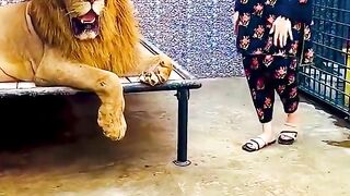 Lion hai cat nahi????????Try Not laugh