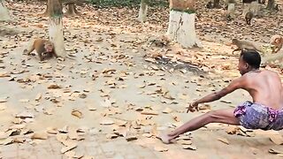 Monkey Funny Video