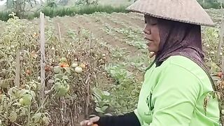 TOMAT PAK TANI MURAH
