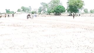 Top Ox Race