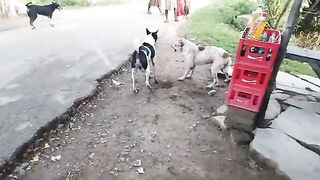 Street Dogs Battle