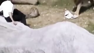 لن تصدق كيف نجي هذا الرجل عندما واجه أسد ????.mp4