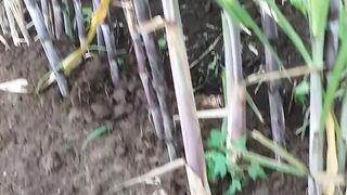 Proses perawatan tanaman tebuh