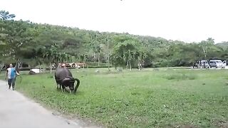 Domestic Buffalo